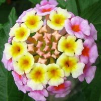 Lantana Camara
