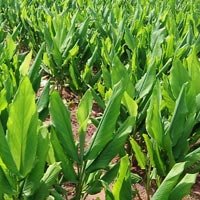 Turmeric Tissue Culture Plants