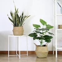 Plant Basket