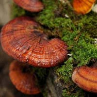 Ganoderma Mushroom