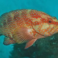 Coral Trout