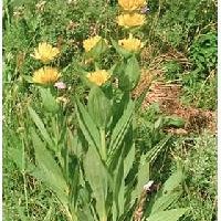 Gentian Extract