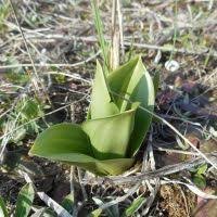Orchis Mascula