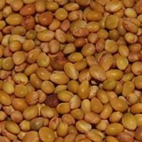 Berseem Seeds