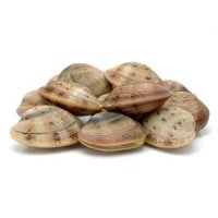 Clam