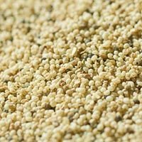 White Poppy Seeds
