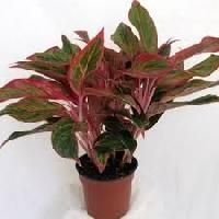 Plant Nursery