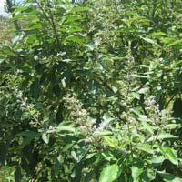 Vitex Negundo