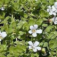 Brahmi Leaves