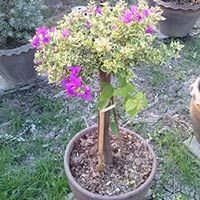 Bougainvillea Plant