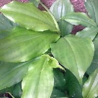 Insulin Plant