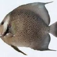 354998-609.jpeg