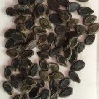 Tinda Seeds