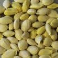 Lemon Seeds