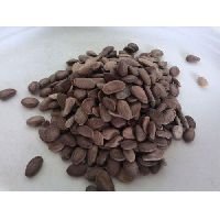 Snake Gourd Seeds