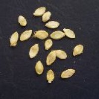 Zucchini Seeds