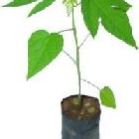 Papaya Seedling