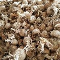 Saffron Bulb