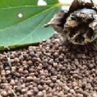 Hibiscus Seeds