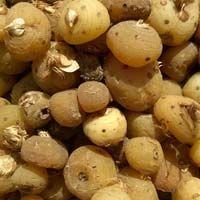 Saffron Seeds