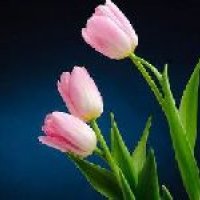 Tulip Flower
