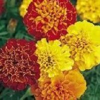 Marigold Plant