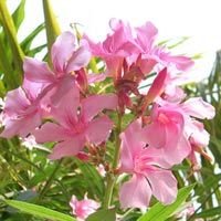Kaner Plant
