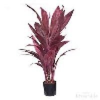 Cordyline Plant