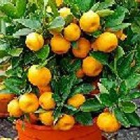 Orange Plant
