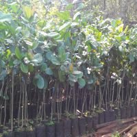 Cashew Plant