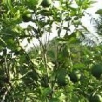 Mosambi Plant