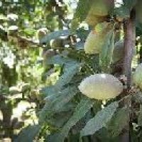 Almond Plant