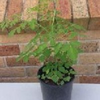 Drumstick Plants