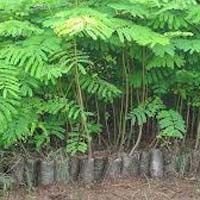 Timber Plant
