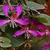 Bauhinia Purpurea