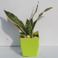 Snake Plant