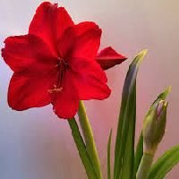 Amaryllis Flowers
