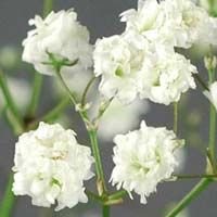 Gypsophila Flower
