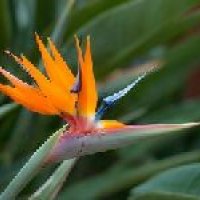 Bird Of Paradise Flower