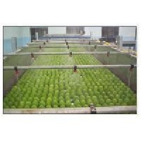 Mango Ripening Chamber