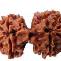 Gauri Shankar Rudraksha