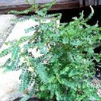 Phyllanthus Niruri