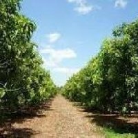 Horticulture Consultancy Service