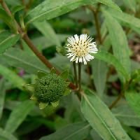 Bhringraj Herb