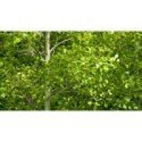 Poplar plant