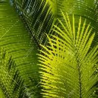 Palm Leaves
