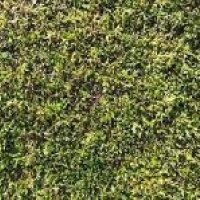 Moss Grass