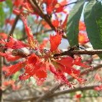 Woodfordia Fruticosa
