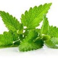 Spearmint Leaf