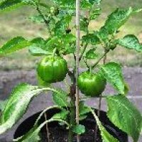 Capsicum Plant